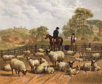 Sheep farming by English School