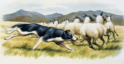 Sheepdog by English School