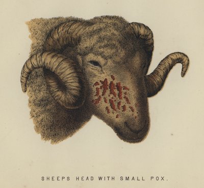 Sheep