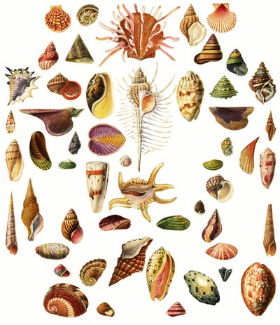 Shells by English School