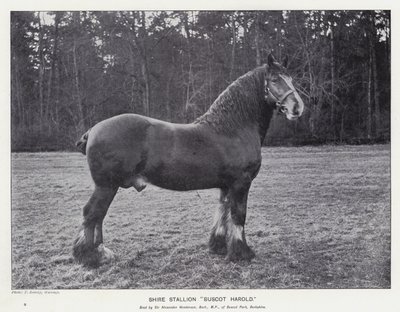 Shire Stallion 