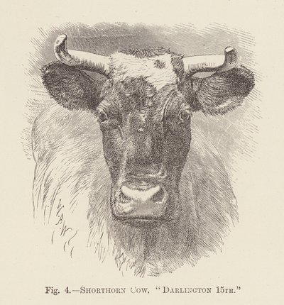Shorthorn Cow, "Darlington 15th" by English School