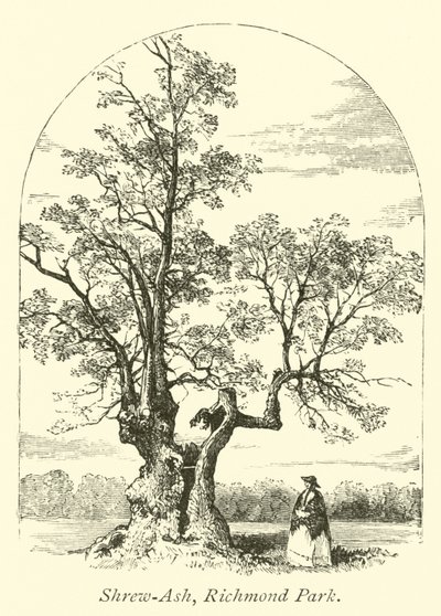 Shrew-Ash, Richmond Park by English School