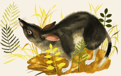 Shrew by English School