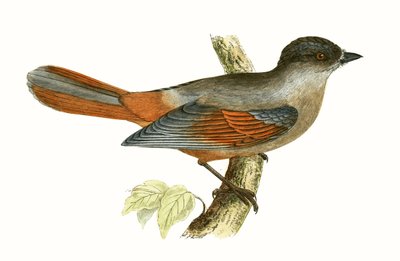Siberian Jay, illustration from 