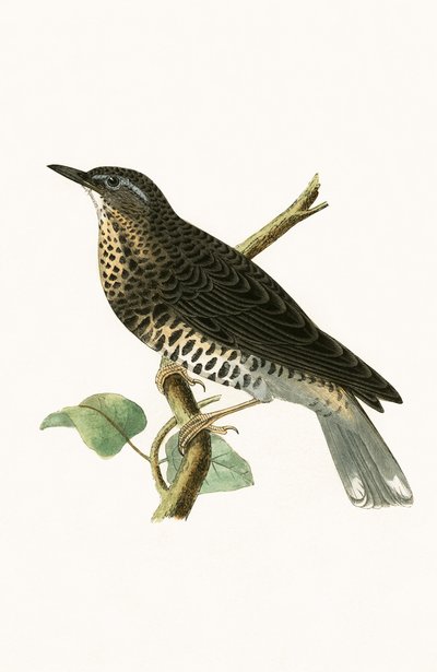 Siberian Thrush, Illustration from 