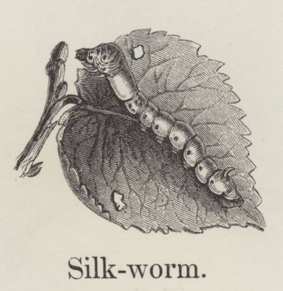 Silkworm by English School