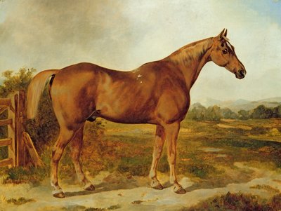 Silvertail, Portrait of a Horse by English School
