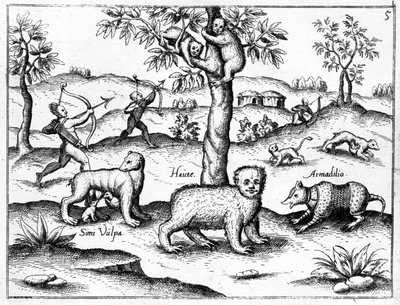 Simi Vulpa, Haute and Armadilio, illustration from 