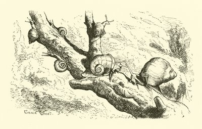Six Little Snails by English School