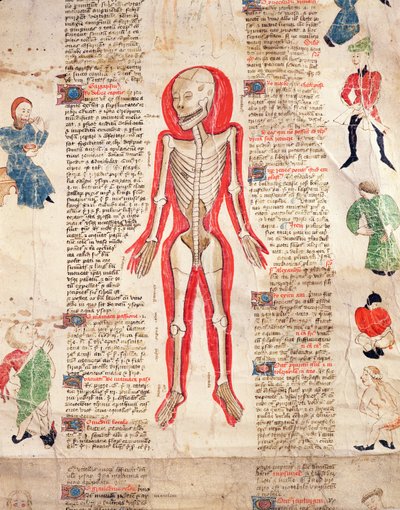 Skeleton, from De arte phisicali e de cirugia by John Ardene, 1412 by English School