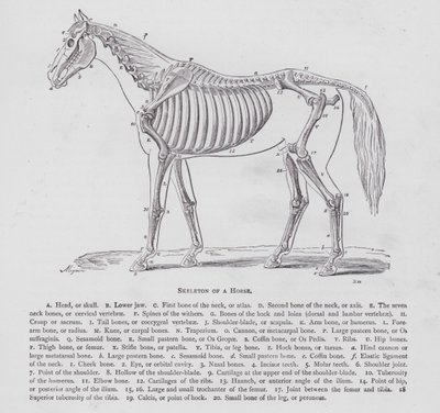 Skeleton of a Horse by English School