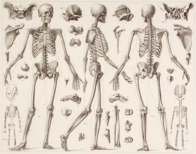 Skeleton of a fully grown human, after a 19th century print by English School