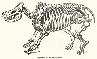 Skeleton of the Rhinoceros by English School