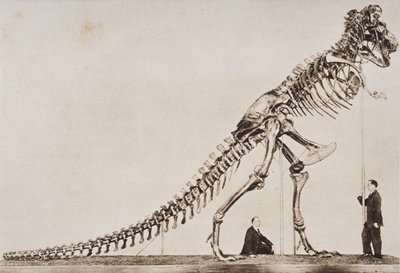 Skeleton of the Tyrannosaurus Rex, in the American Museum of Natural History, from 