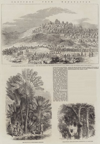 Sketches from Madagascar by English School