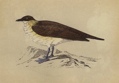 Skua by English School