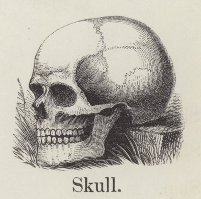 Skull by English School