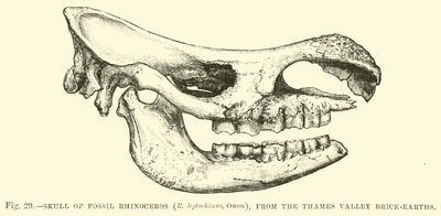 Skull of Fossil Rhinoceros, from the Thames Valley Brick-earths by English School