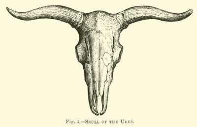 Skull of the Urus by English School
