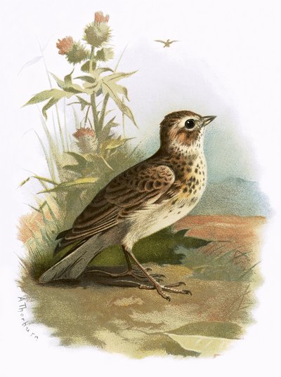 Skylark by English School