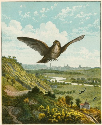 Skylark by English School