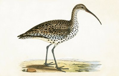Slender Billed Curlew, illustration from 
