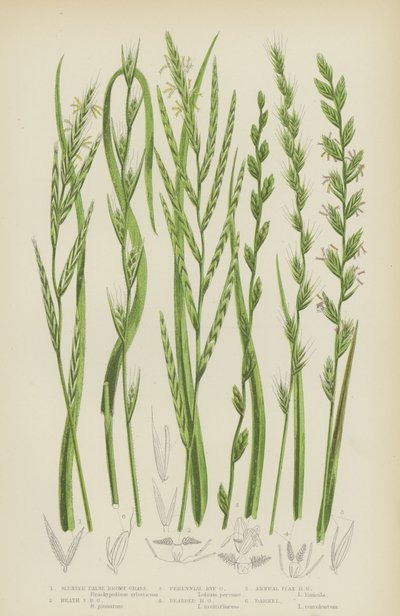 Slender False Brome Grass, Heath False Brome Grass, Perennial Rye Grass, Bearded Rye Grass by English School
