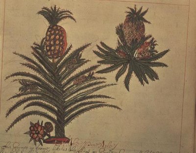 Pineapple trees from 