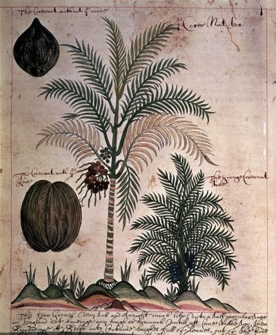 Coconut palm from 