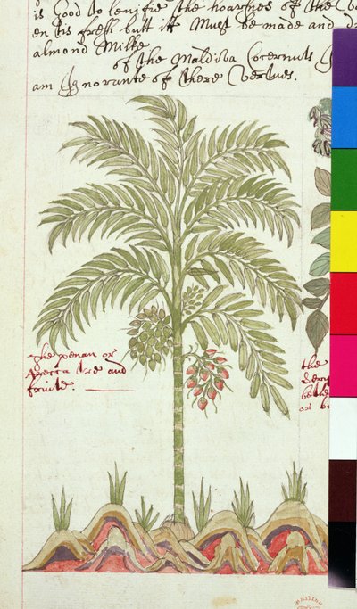 Date palm from 