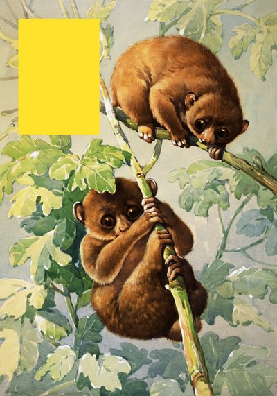 Sloths by English School