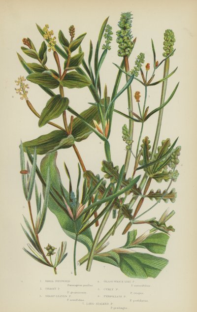 Small Pondweed, Grassy Pondweed, Sharp-Leaved Pondweed, Grass-Wrack-Like Pondweed, Curly Pondweed by English School