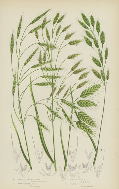 Smooth Brome Grass, Taper Field Brome Grass, Spreading Brome Grass, Corn Brome Grass by English School