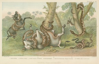 Snakes by English School