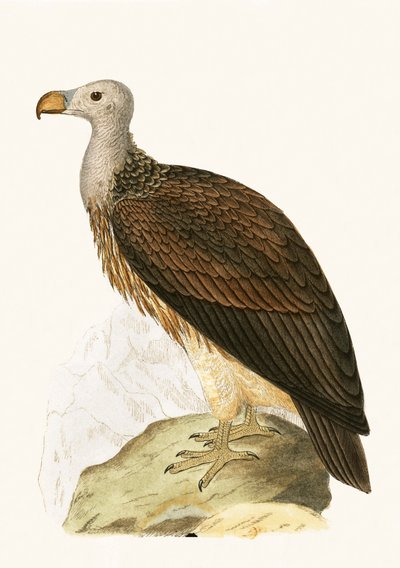 Sociable Vulture, illustration from 