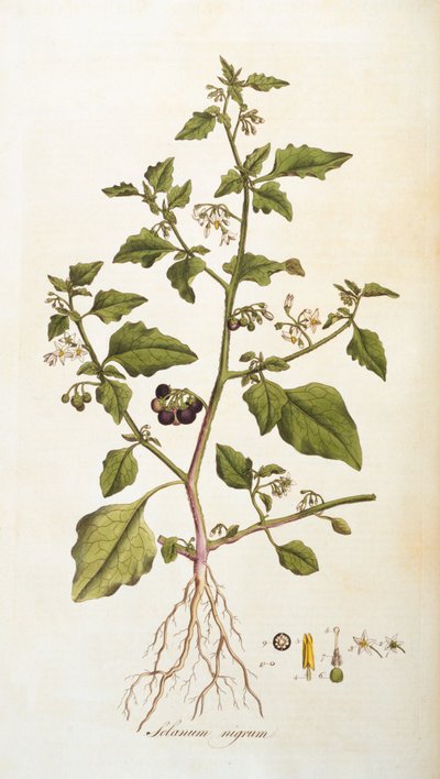 Nightshade, illustration from Flowers of London by William Curtis, published 1777-98 by English School