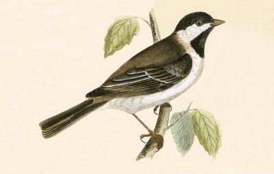 Sombre Tit, illustration from 