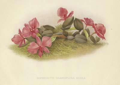 Sophronitis grandiflora rosea by English School