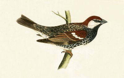 Spanish Sparrow, illustration from 