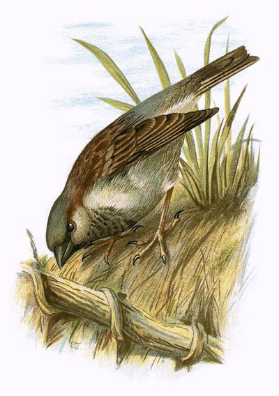 Sparrow by English School