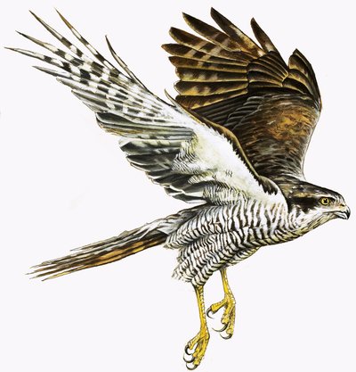 Sparrowhawk by English School