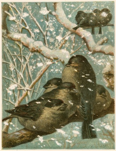 Sparrows in the Snow by English School