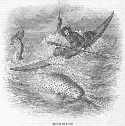 Spearing the Narwal by English School