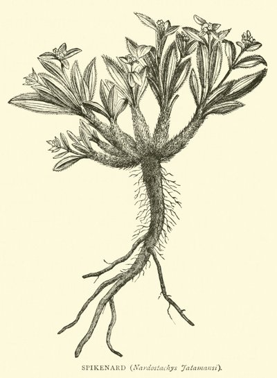 Spikenard, Nardostachys Jatamansi by English School