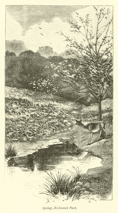 Spring, Richmond Park by English School