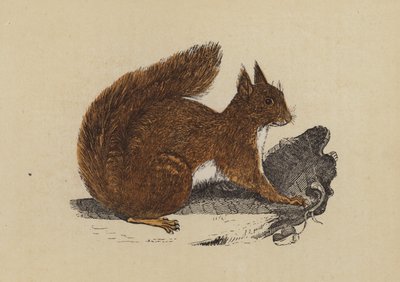Squirrel by English School