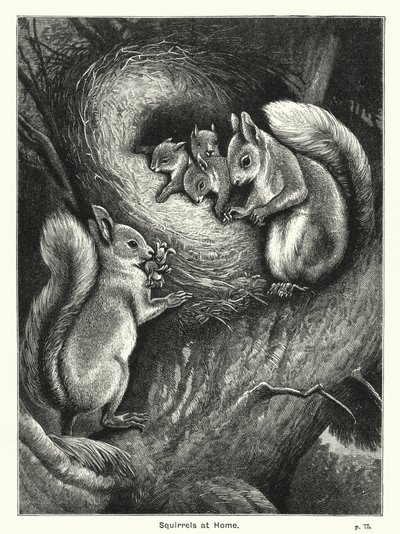 Squirrels at Home by English School