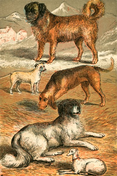 St Bernard, Bulldog, Bloodhound, Newfoundland and Italian Greyhound by English School