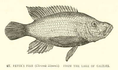 St Peters Fish (Chromis Simonis), from the Lake of Galilee by English School